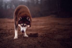 Julie ROUX - JULIE ROUX PHOTOGRAPHE